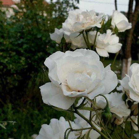 Cvjetni Apartmani Cetinje Exteriér fotografie